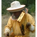 Apicultor recolectando miel en Sabinares del Arlanza España