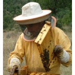 Apicultor recolectando miel en Arlanza